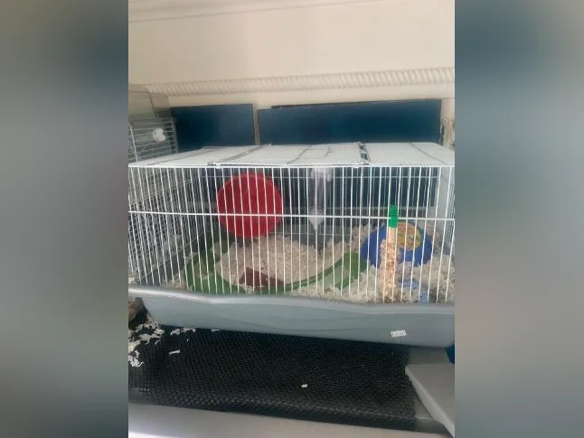 Hamsters Sirien âgée de 3 mois avec cage ect