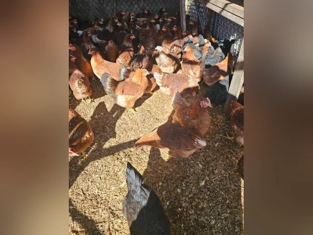 JEUNES POULES COMMENCES A PONDRES
