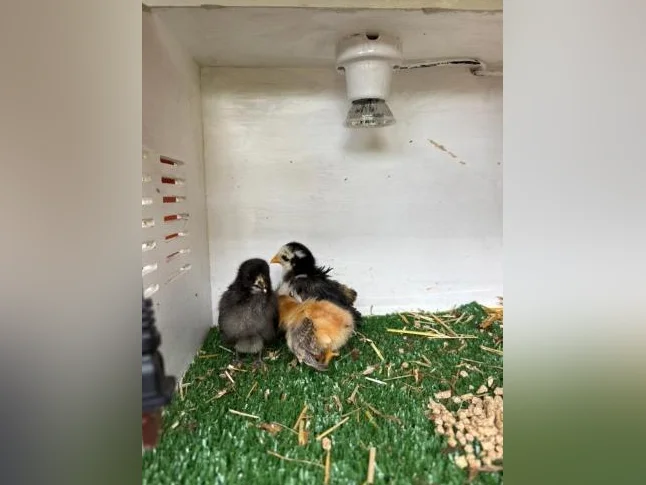 Poussins de poule naines thumbnail 3