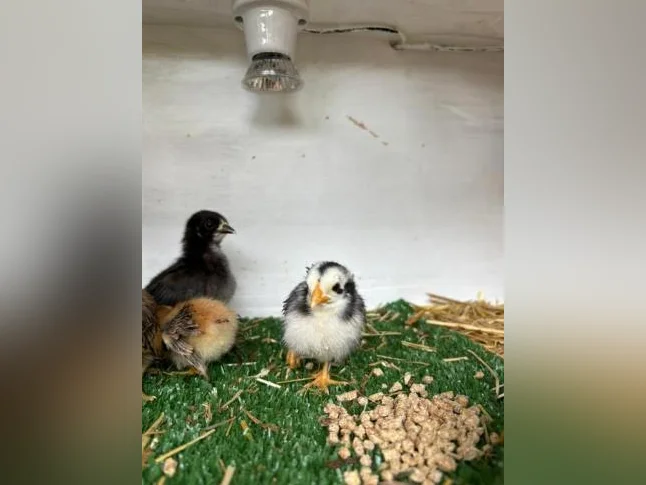 Poussins de poule naines thumbnail 2