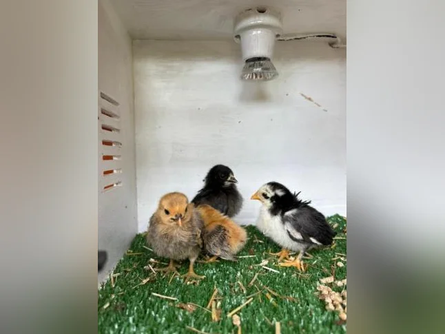 Poussins de poule naines