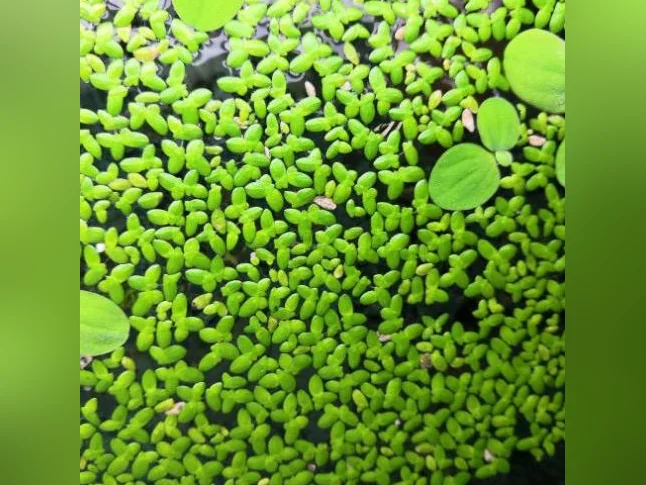 Salade d'eau et lentilles d'eau thumbnail 2