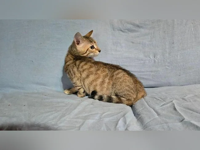 Chatonne tabby x bengal vermifugée