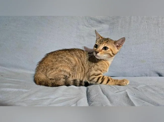Chatonne tabby x bengal vermifugée thumbnail 2