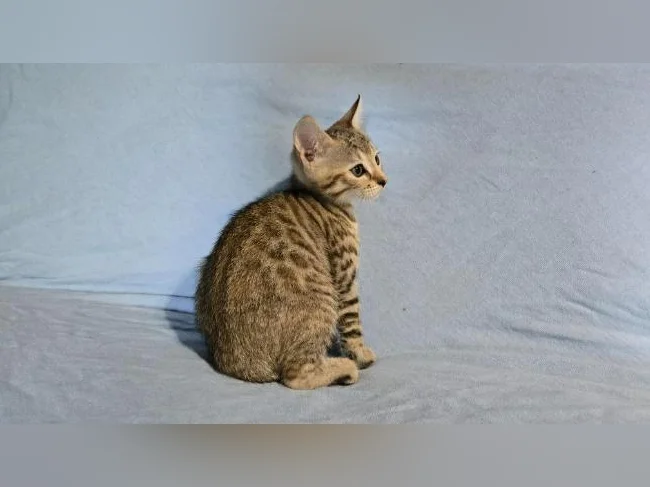 Femelles chatons tabby/bengal vermifugés