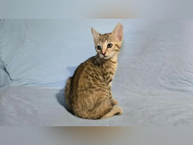 Femelles chatons tabby/bengal vermifugés thumbnail 2