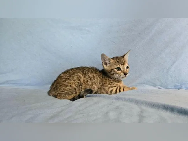 Femelles chatons tabby/bengal vermifugés thumbnail 3