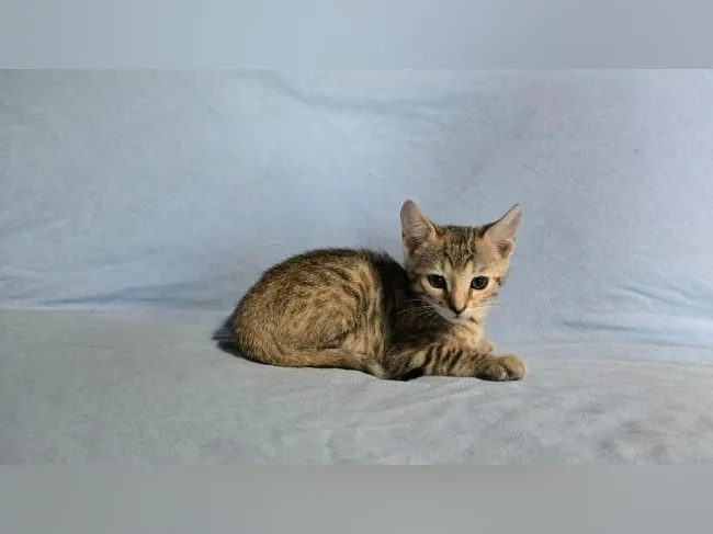Femelles chatons tabby/bengal vermifugés thumbnail 4
