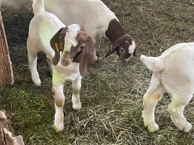 🐐 Chevreaux Boer pure race et enregistrés à vendre thumbnail 3