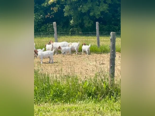 🐐 Chevreaux Boer pure race et enregistrés à vendre