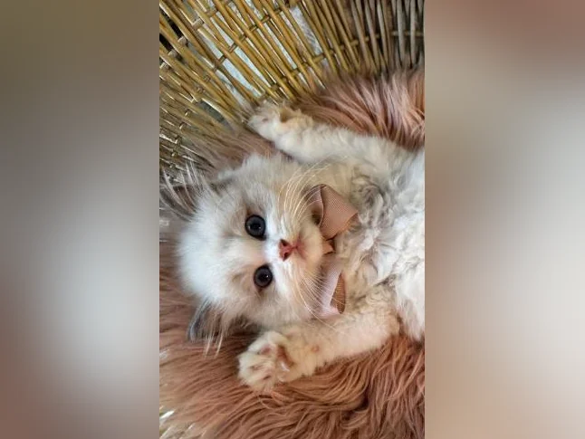 Chatons Ragdoll pure race - très bonne qualité (mâles et femelles) thumbnail 9
