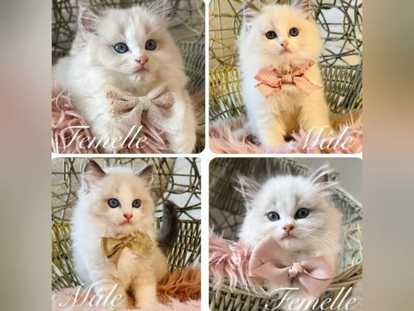 Chatons Ragdoll pure race - très bonne qualité (mâles et femelles)