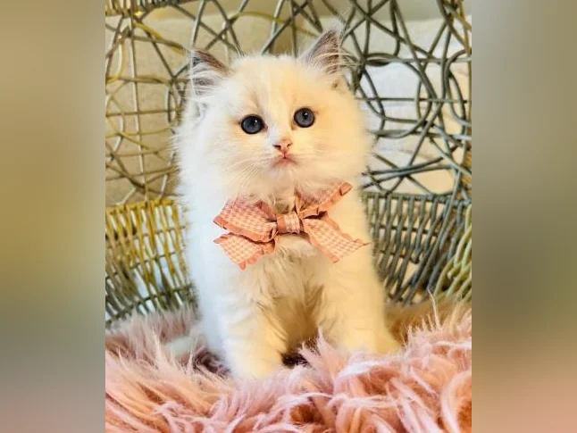 Chatons Ragdoll pure race - très bonne qualité (mâles et femelles) thumbnail 2