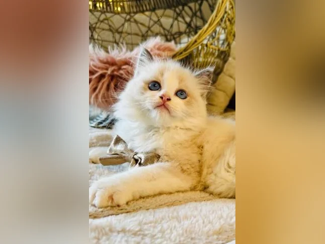 Chatons Ragdoll pure race - très bonne qualité (mâles et femelles) thumbnail 10