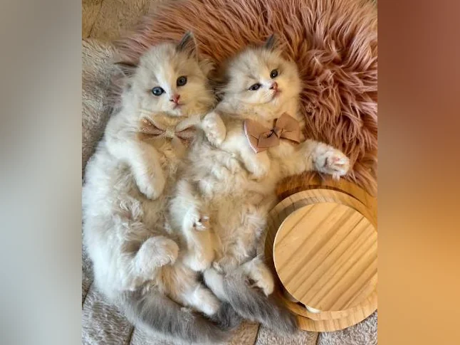 Chatons Ragdoll pure race - très bonne qualité (mâles et femelles) thumbnail 4