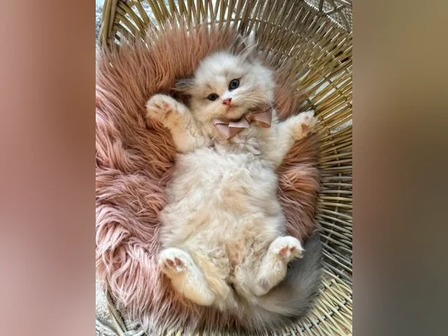 Chatons Ragdoll pure race - très bonne qualité (mâles et femelles) thumbnail 7