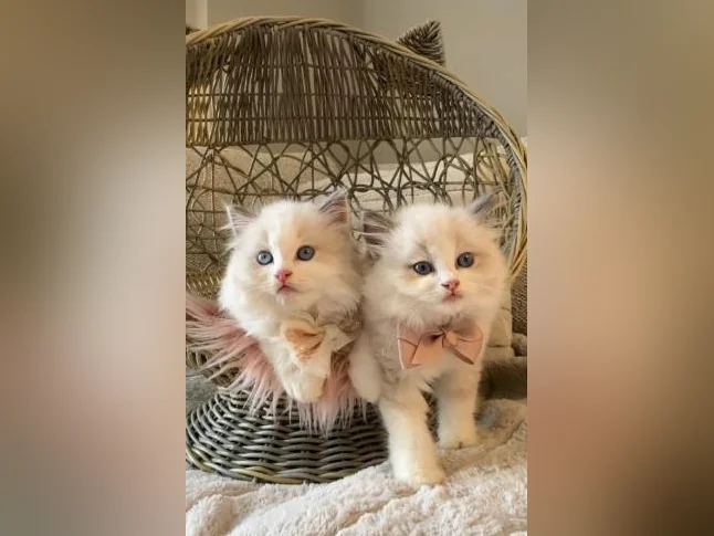 Chatons Ragdoll pure race - très bonne qualité (mâles et femelles) thumbnail 5