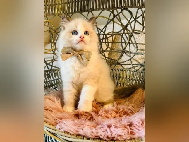 Chatons Ragdoll pure race - très bonne qualité (mâles et femelles) thumbnail 3