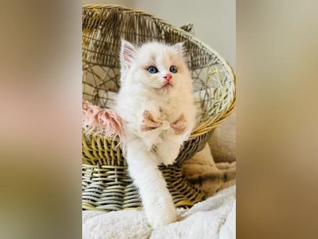 Chatons Ragdoll pure race - très bonne qualité (mâles et femelles) thumbnail 8
