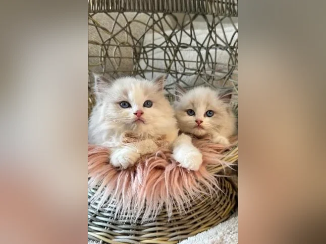 Chatons Ragdoll pure race - très bonne qualité (mâles et femelles) thumbnail 6