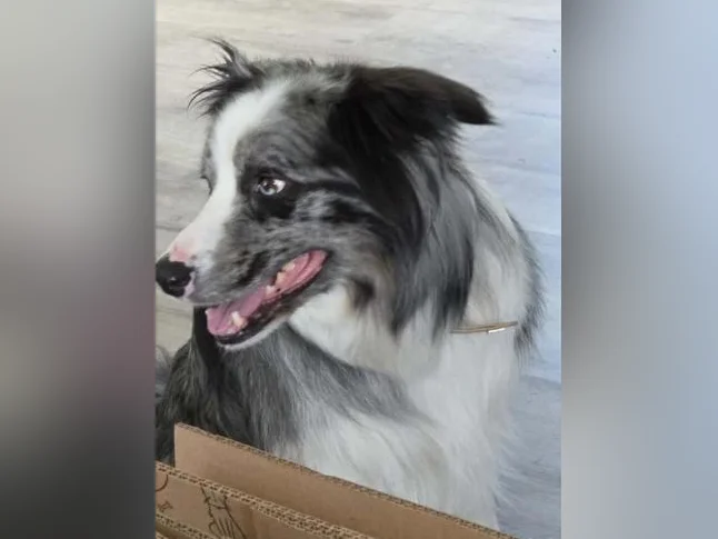 Chien border collie thumbnail 3