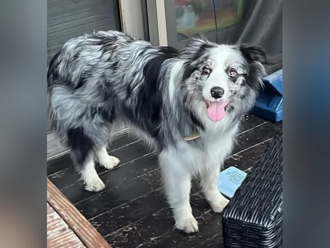 Chien border collie