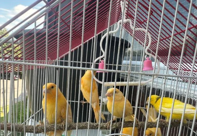 Canary orange birds thumbnail 5