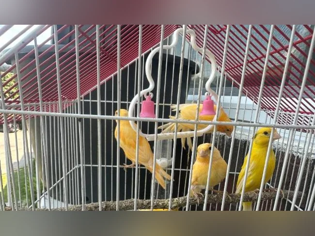 Canary orange birds thumbnail 3