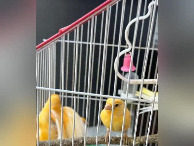 Canary orange birds thumbnail 2