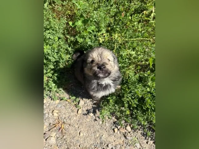Chiot thumbnail 4