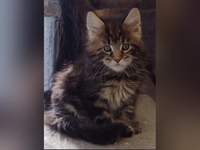 Mainecoon Tica thumbnail 8