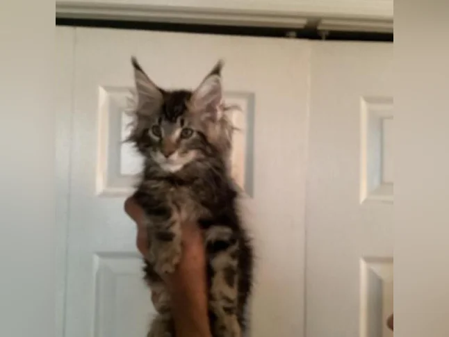 Mainecoon Tica thumbnail 7