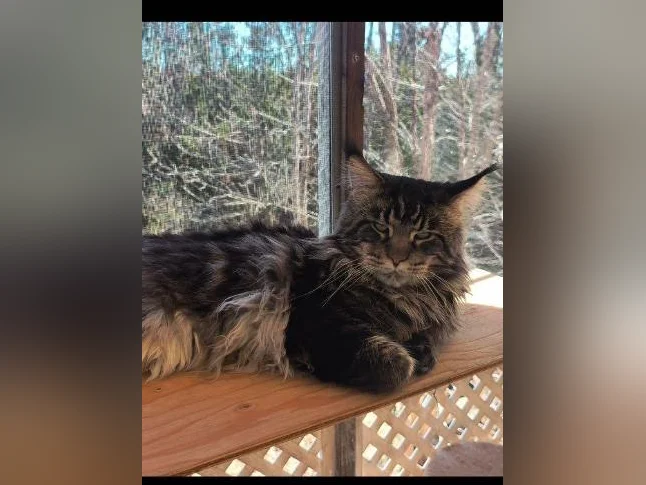 Mainecoon Tica thumbnail 9