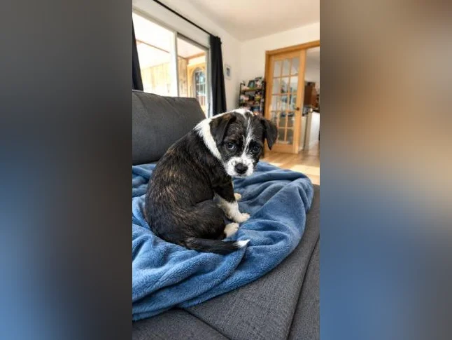 Chiot mix Boston terrier x Bichon Maltais thumbnail 3