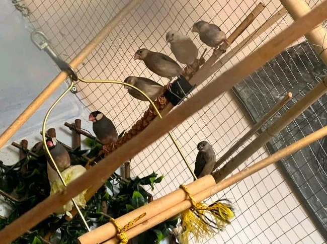 Java gris