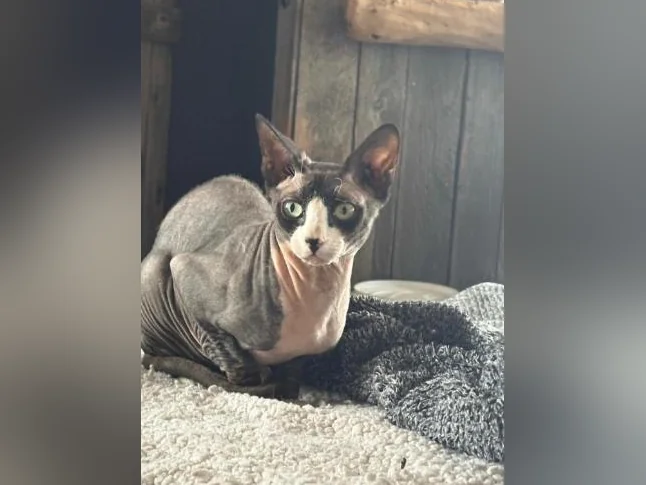 Chat Sphinx Adulte Mâle thumbnail 2