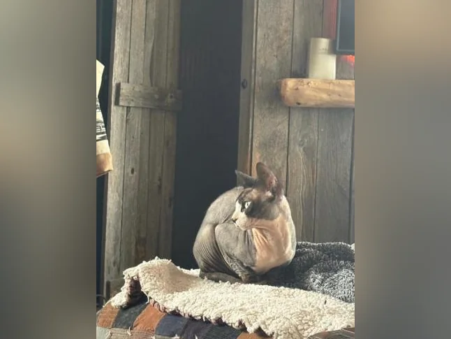 Chat Sphinx Adulte Mâle