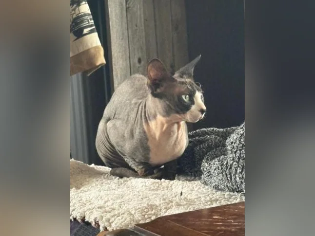 Chat Sphinx Adulte Mâle thumbnail 4