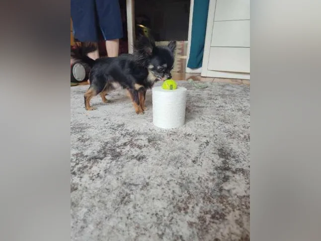 Mâle chihuahua papillon 3 livres 1/2 bientôt 2 ans