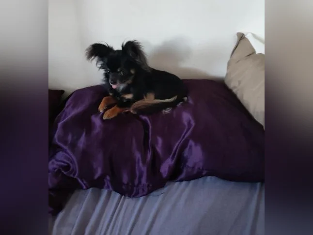 Mâle chihuahua papillon 3 livres 1/2 bientôt 2 ans thumbnail 10