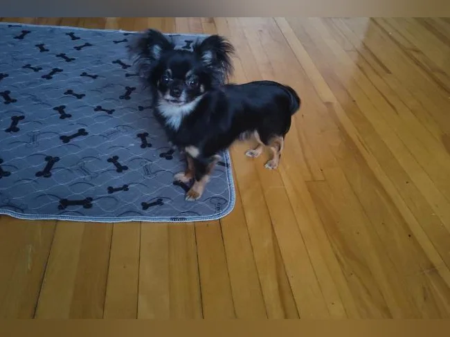 Mâle chihuahua papillon 3 livres 1/2 bientôt 2 ans thumbnail 9