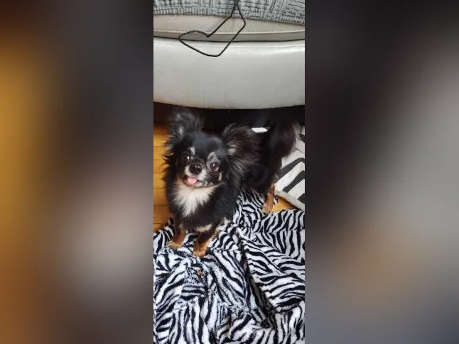 Mâle chihuahua papillon 3 livres 1/2 bientôt 2 ans thumbnail 6