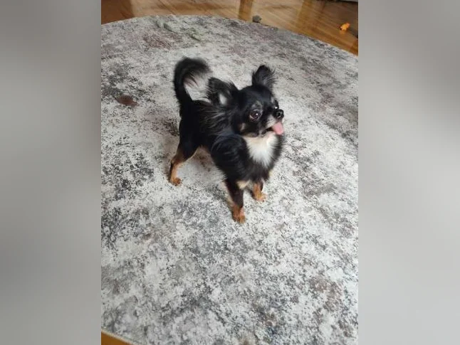 Mâle chihuahua papillon 3 livres 1/2 bientôt 2 ans thumbnail 8