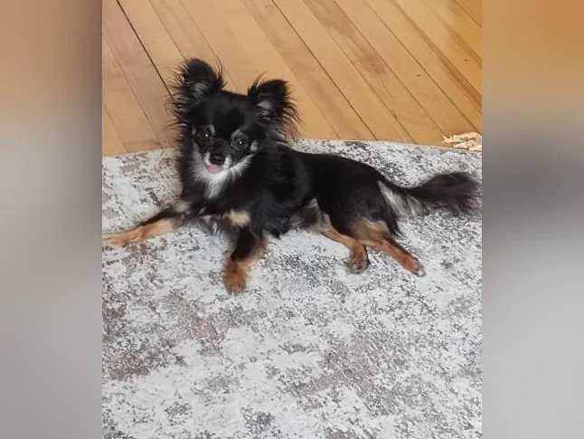 Mâle chihuahua papillon 3 livres 1/2 bientôt 2 ans thumbnail 2