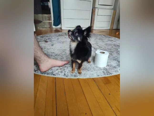 Mâle chihuahua papillon 3 livres 1/2 bientôt 2 ans thumbnail 3