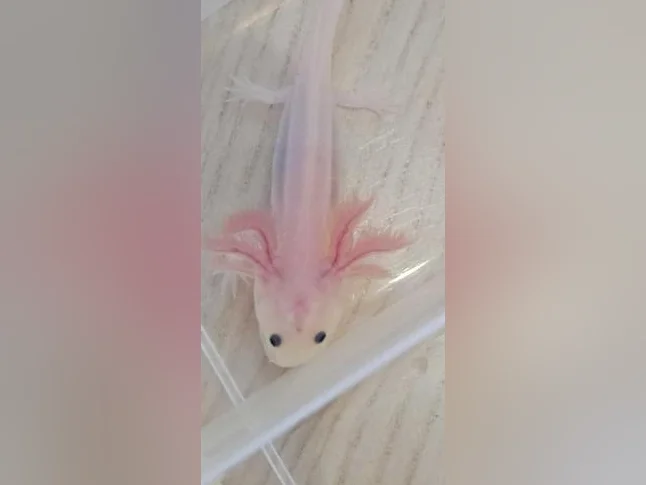 Axolotls thumbnail 2