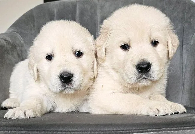 Golden Retriever – Chiots prêts pour Noël ❤️ thumbnail 2