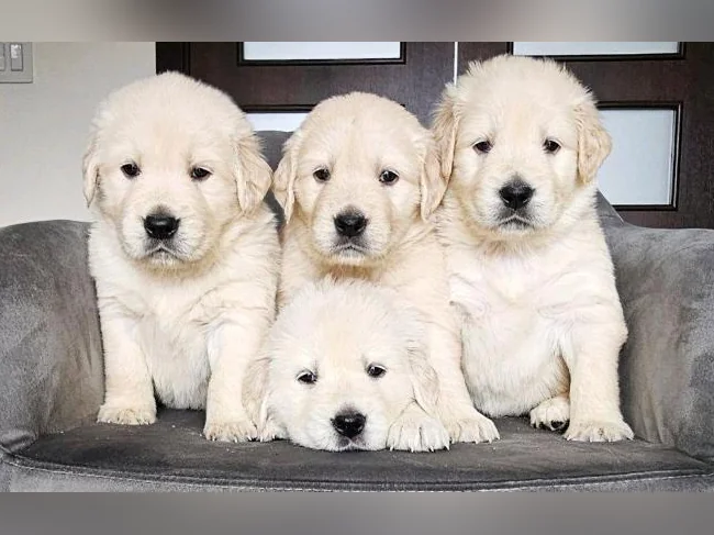 Golden Retriever – Chiots prêts pour Noël ❤️