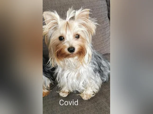 Chiots Yorshire ( Naissance prévu pour fin Juin