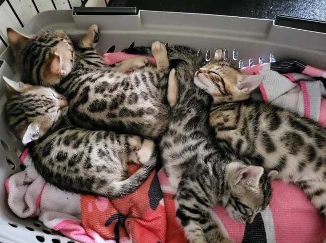 Chatons bengal de très haute qualité pure race thumbnail 5